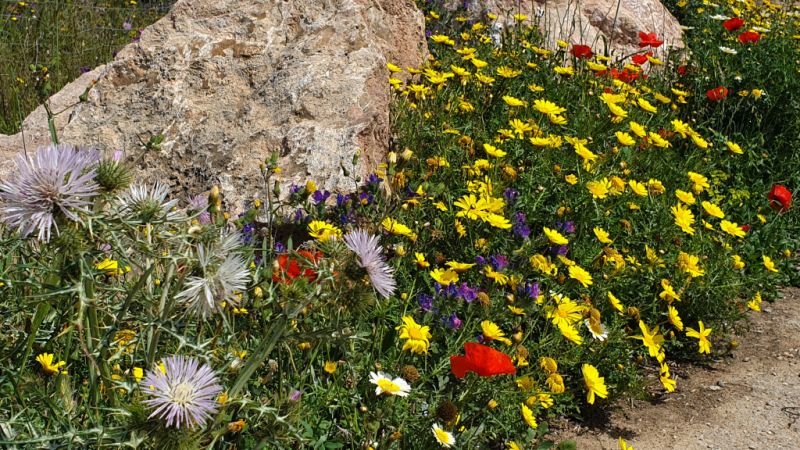 Osterhase Ostküste möchte nicht alleine im Frühling hoppeln...