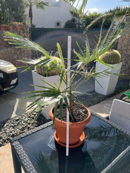 Palme mit Topf und Unterteller