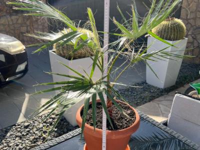 Palme mit Topf und Unterteller