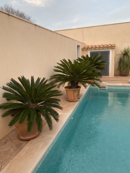 Palmas Cycas Revoluta 6-7 plantas grandes