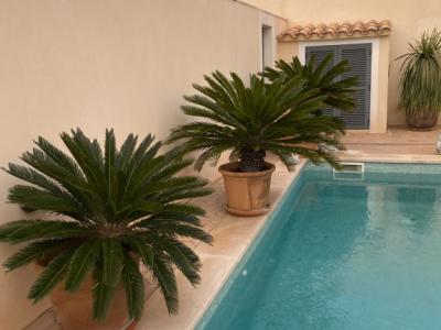 Palmas Cycas Revoluta 6-7 plantas grandes