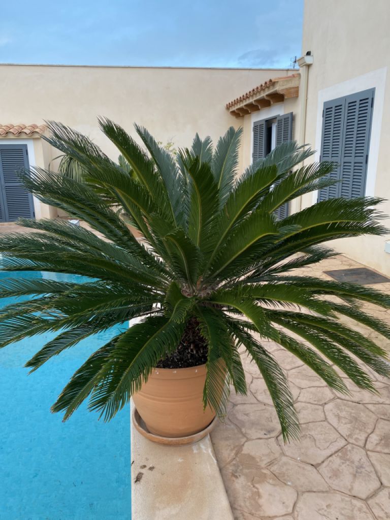 Palmas Cycas Revoluta 6-7 plantas grandes