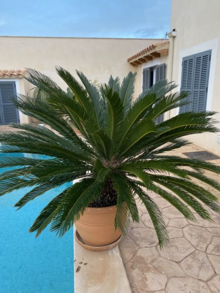 Palmas Cycas Revoluta 6-7 plantas grandes