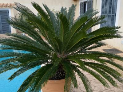 Palmas Cycas Revoluta 6-7 plantas grandes