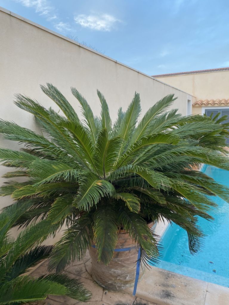 Palmas Cycas Revoluta 6-7 plantas grandes