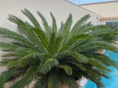 Palmas Cycas Revoluta 6-7 plantas grandes
