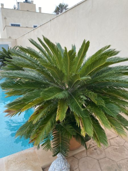 Palmas Cycas Revoluta 6-7 plantas grandes