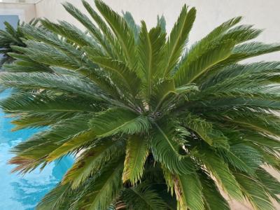 Palmas Cycas Revoluta 6-7 plantas grandes