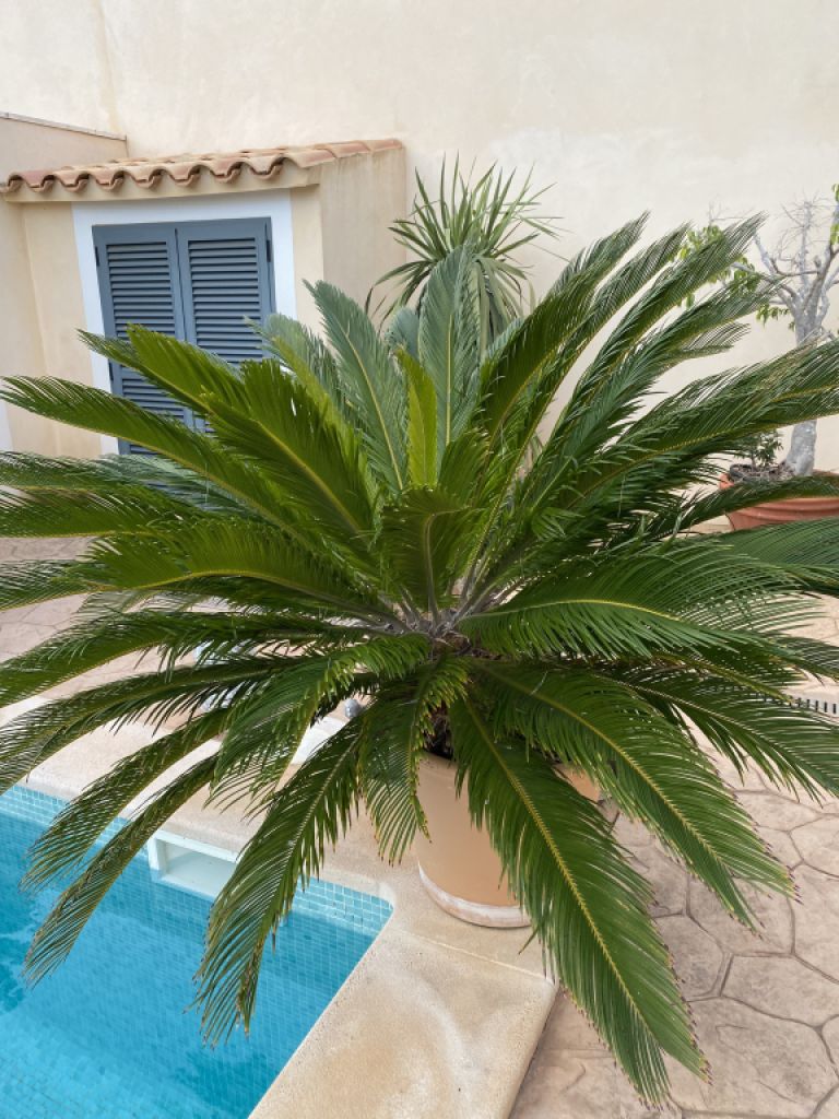 Palmas Cycas Revoluta 6-7 plantas grandes