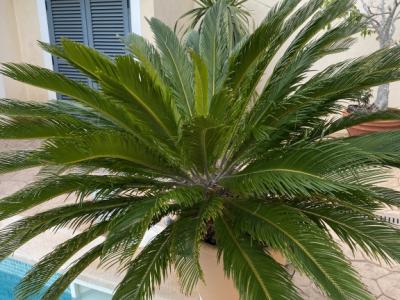 Palmas Cycas Revoluta 6-7 plantas grandes