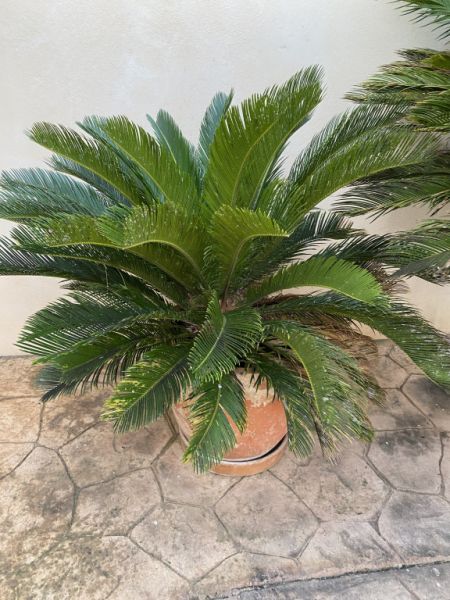 Palmas Cycas Revoluta 6-7 plantas grandes