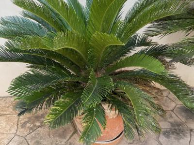 Palmas Cycas Revoluta 6-7 plantas grandes