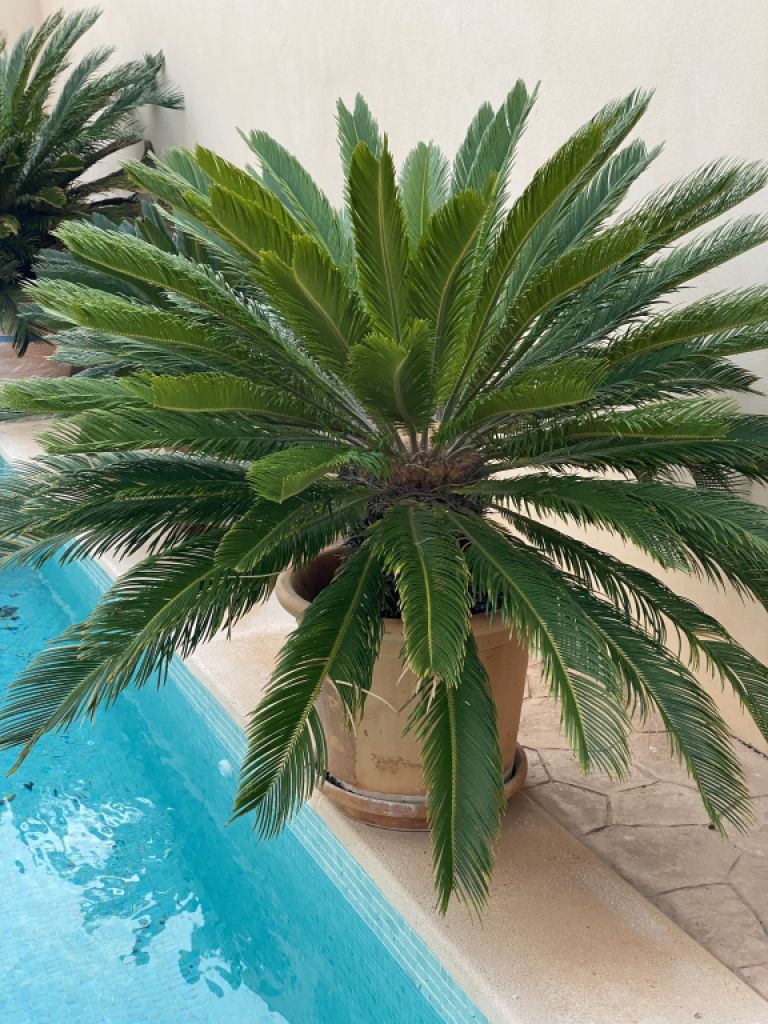 Palmas Cycas Revoluta 6-7 plantas grandes