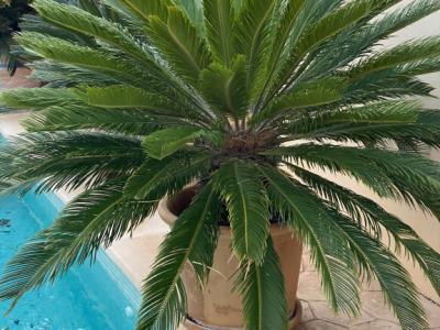 Palmas Cycas Revoluta 6-7 plantas grandes