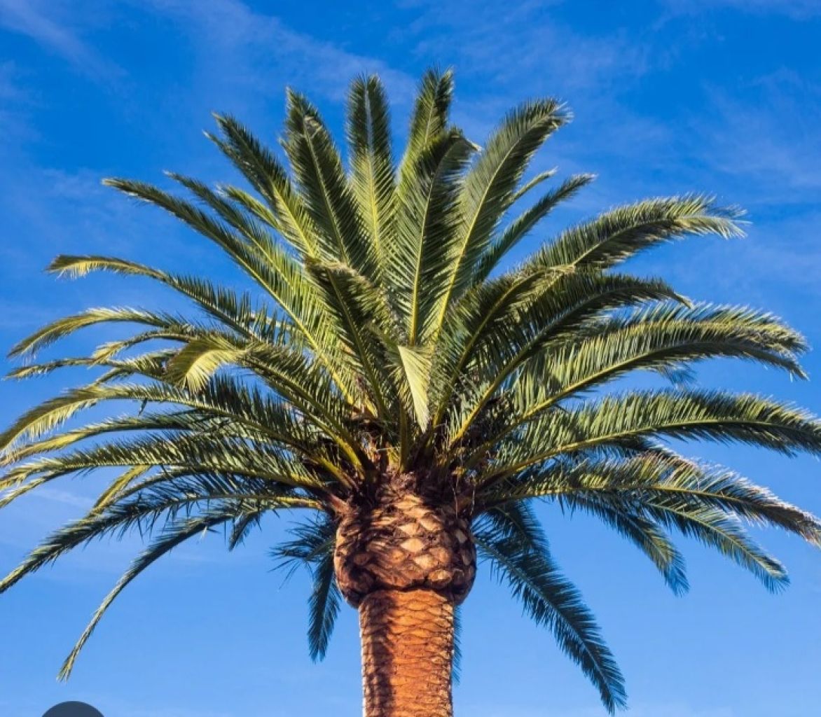 Cuidado de la palmera