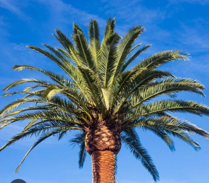 Cuidado de la palmera