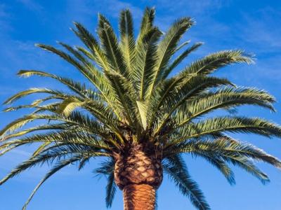 Cuidado de la palmera