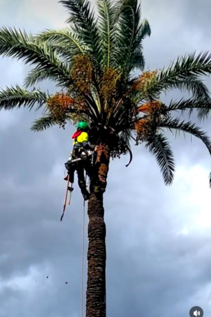 Cuidado de la palmera