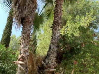 Cuidado de la palmera