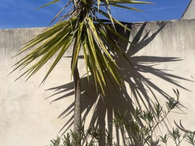 Palmeras de distintos tipos