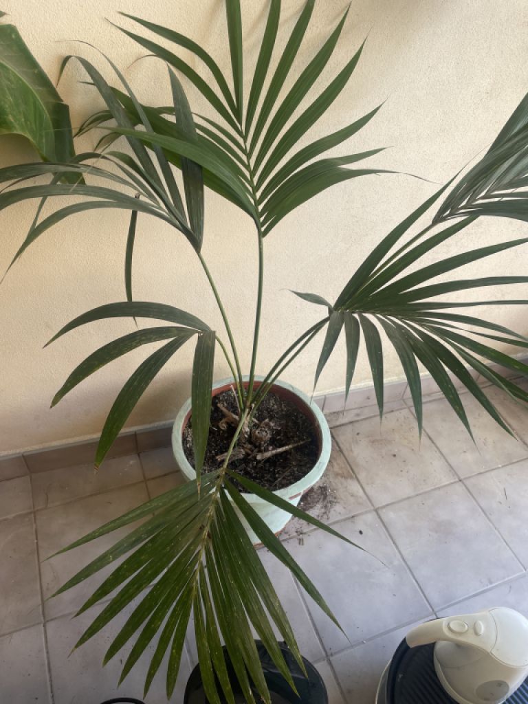 Palmeras de distintos tipos