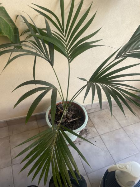 Palmeras de distintos tipos