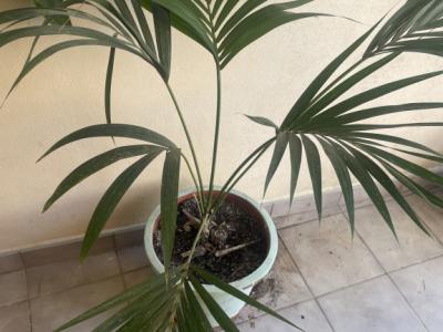 Palmeras de distintos tipos