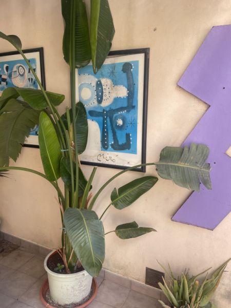 Palmeras de distintos tipos