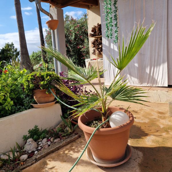 Palmen Washingtonia