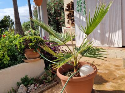 Palmen Washingtonia