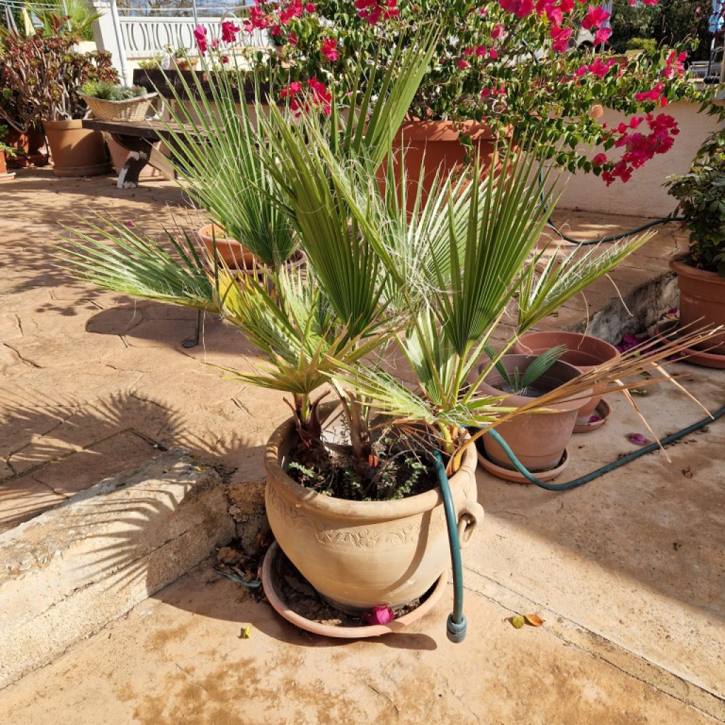 Palmen Washingtonia