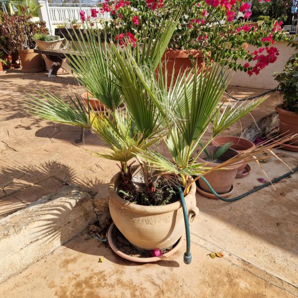 Palmen Washingtonia