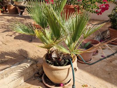 Palmen Washingtonia