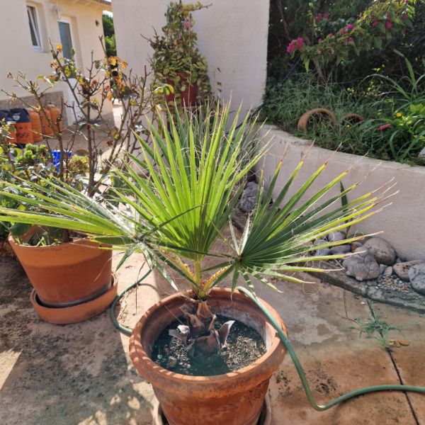 Palmen Washingtonia