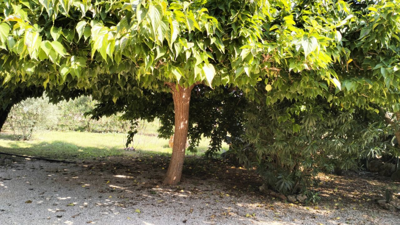 PORRERES: Encantadora propiedad rural con licencia de alquiler vacacional (ETV), pozo y viñas