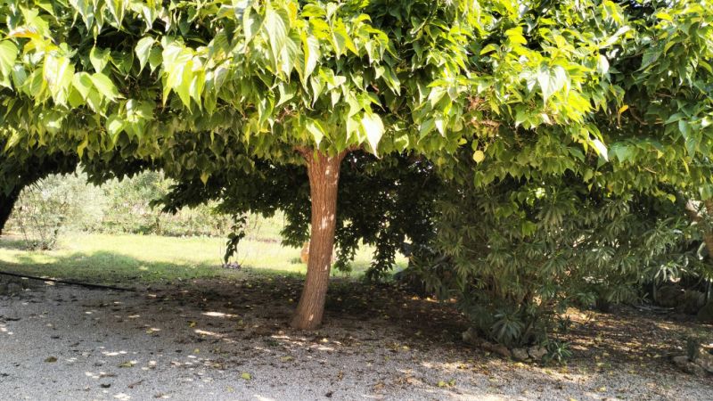 PORRERES: Encantadora propiedad rural con licencia de alquiler vacacional (ETV), pozo y viñas