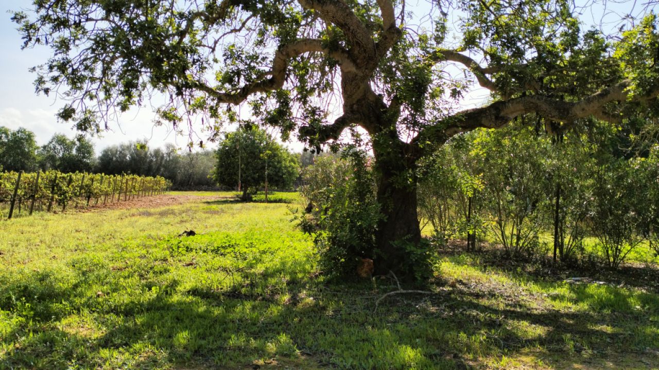 PORRERES: Encantadora propiedad rural con licencia de alquiler vacacional (ETV), pozo y viñas