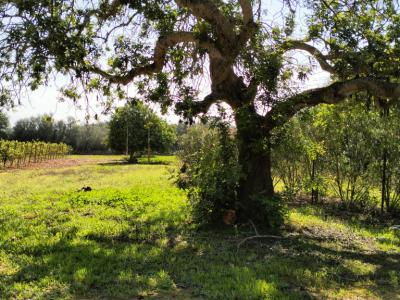 PORRERES: Encantadora propiedad rural con licencia de alquiler vacacional (ETV), pozo y viñas