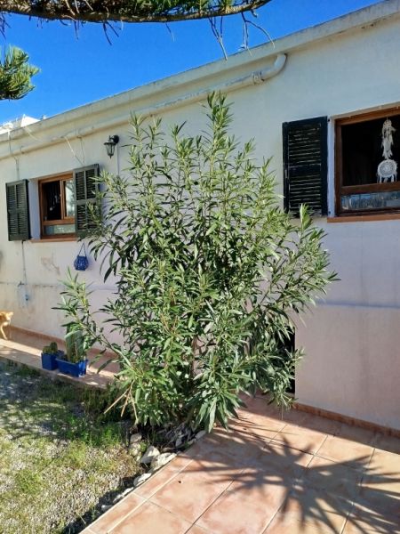 Riesige Oleanderpflanze