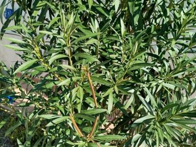 Riesige Oleanderpflanze