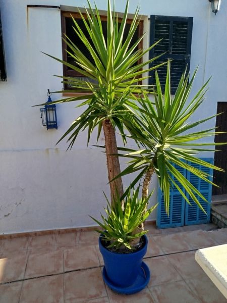 Enorme Yucca - Palma con Hijuelos