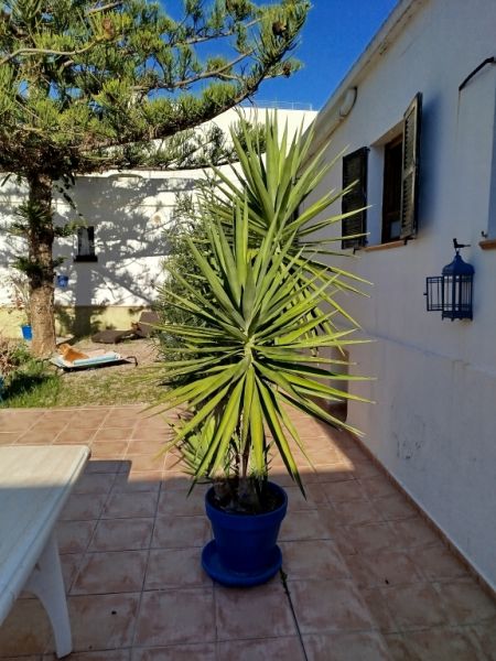 Enorme Yucca - Palma con Hijuelos