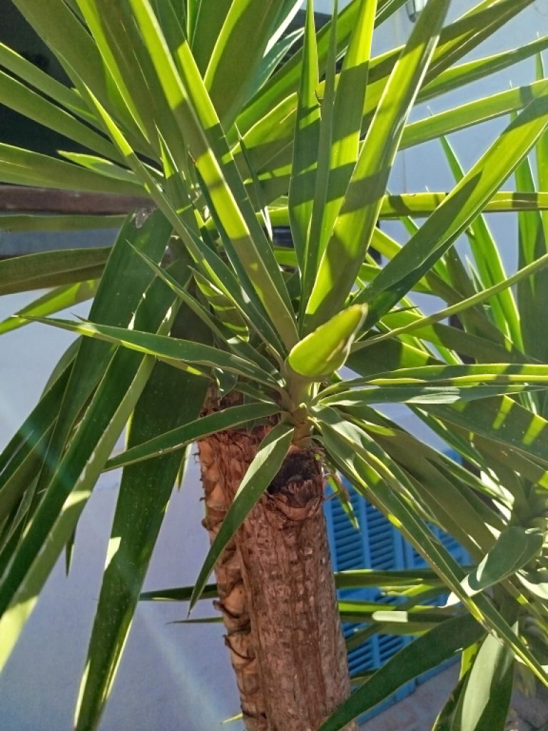 Enorme Yucca - Palma con Hijuelos