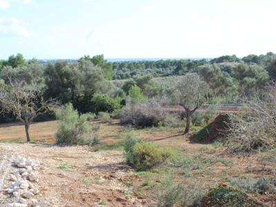 Se vende finca rústica en Porto Colom