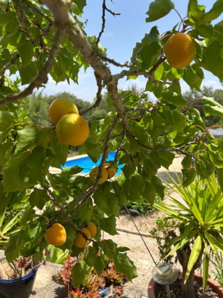 SANT JOAN (CENTRE OF THE ISLAND): Charming finca with pool, private well, guest apartment and 82 m² shed