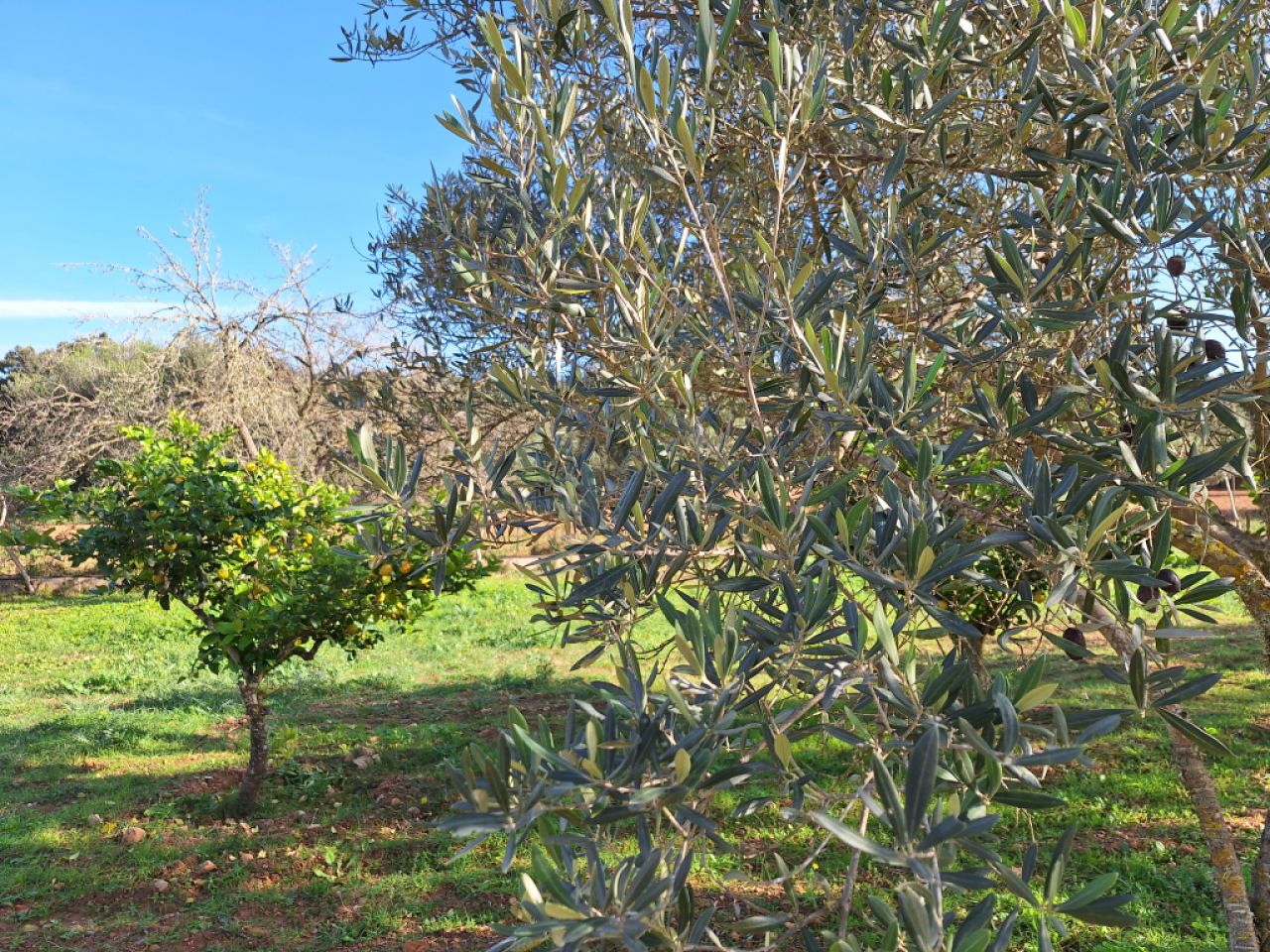 SANT JOAN (CENTRE OF THE ISLAND): Charming finca with pool, private well, guest apartment and 82 m² shed