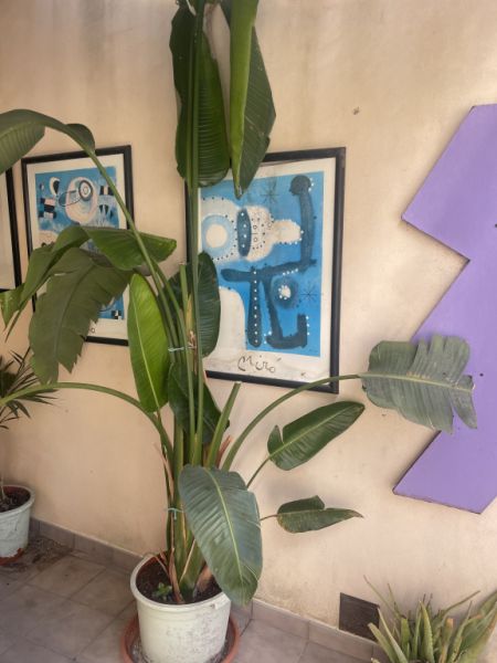 Schöne große Pslme