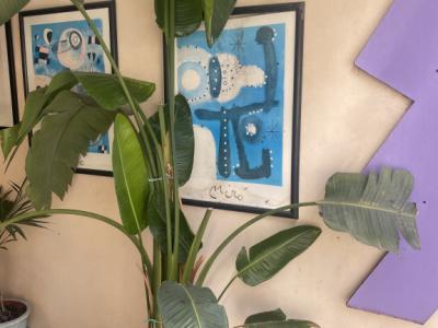 Schöne große Pslme