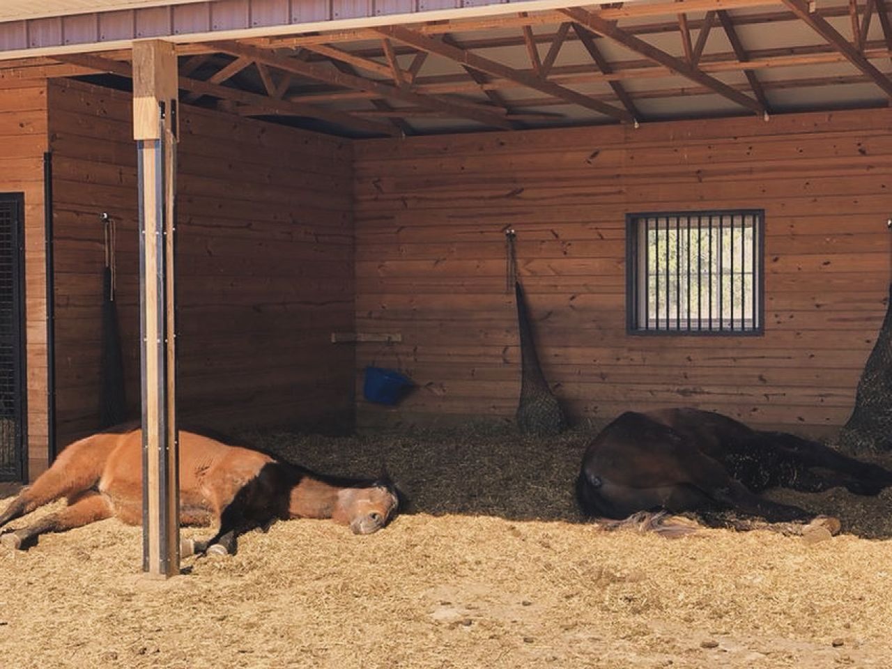 Cuadras cobertizos techos  instalaciones hípicas