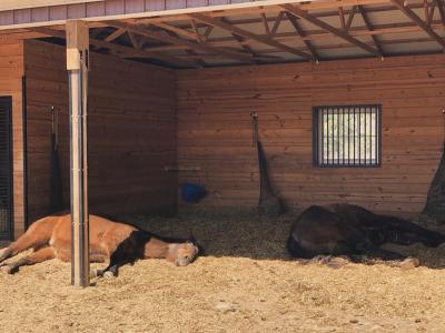 Cuadras cobertizos techos  instalaciones hípicas